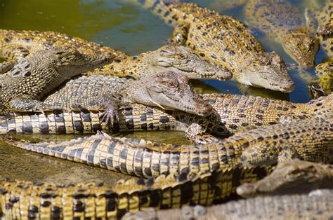 hermes ferme crocodile|hermès crocodile farm.